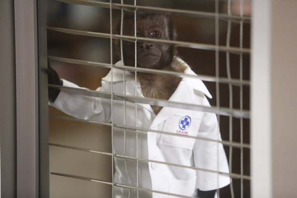 Crystal the Monkey