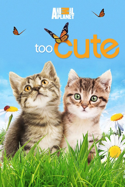 Too Cute - Season 4