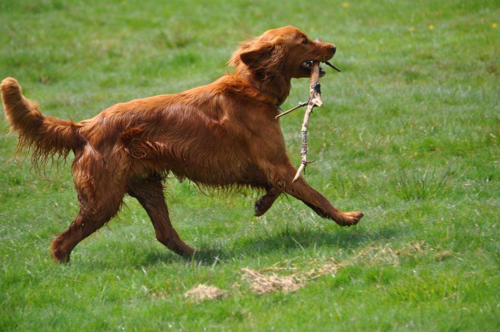 Ned the Dog