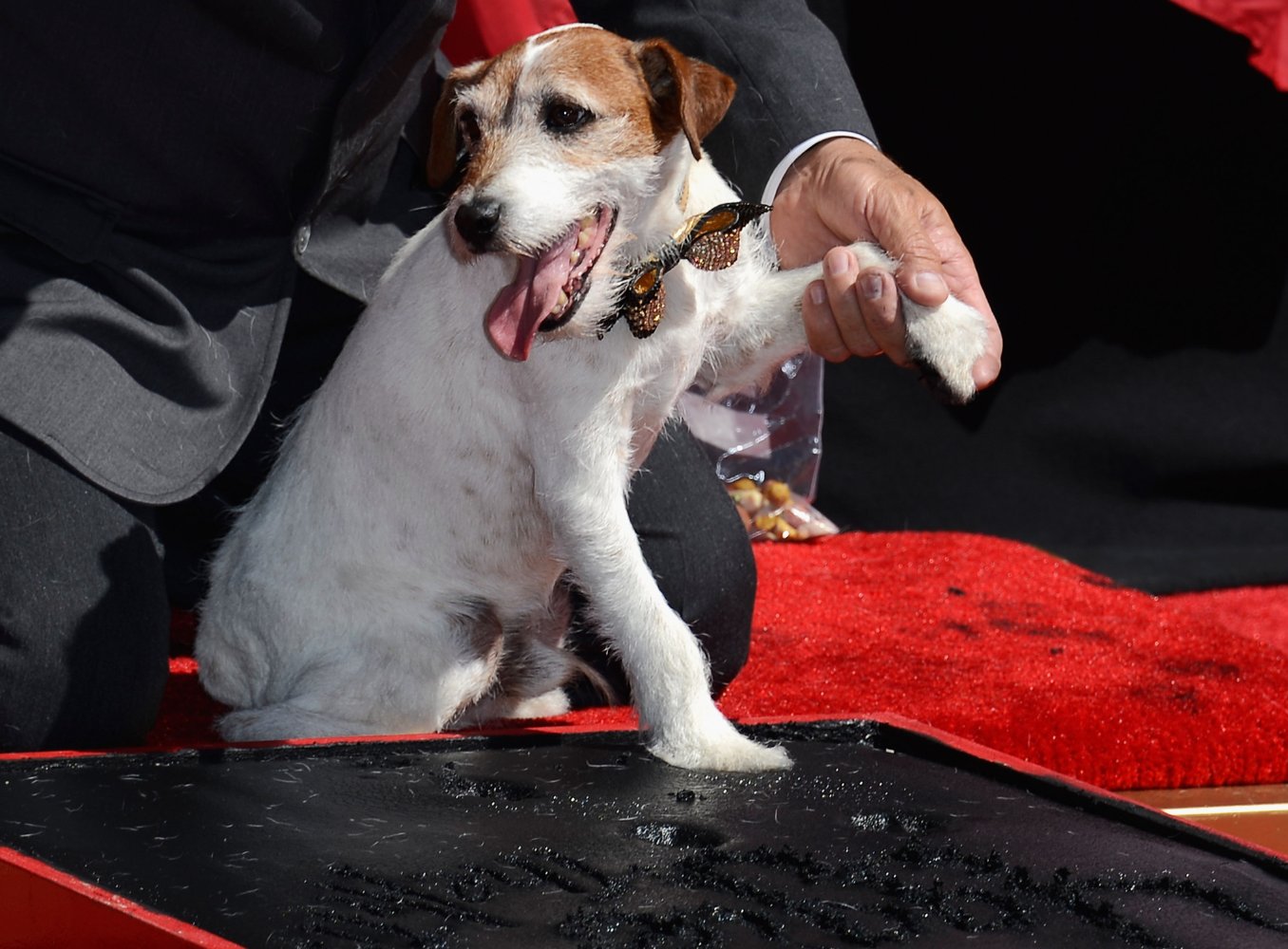Uggie
