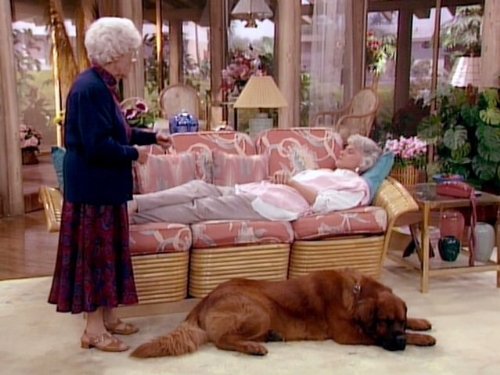Bear the Dog