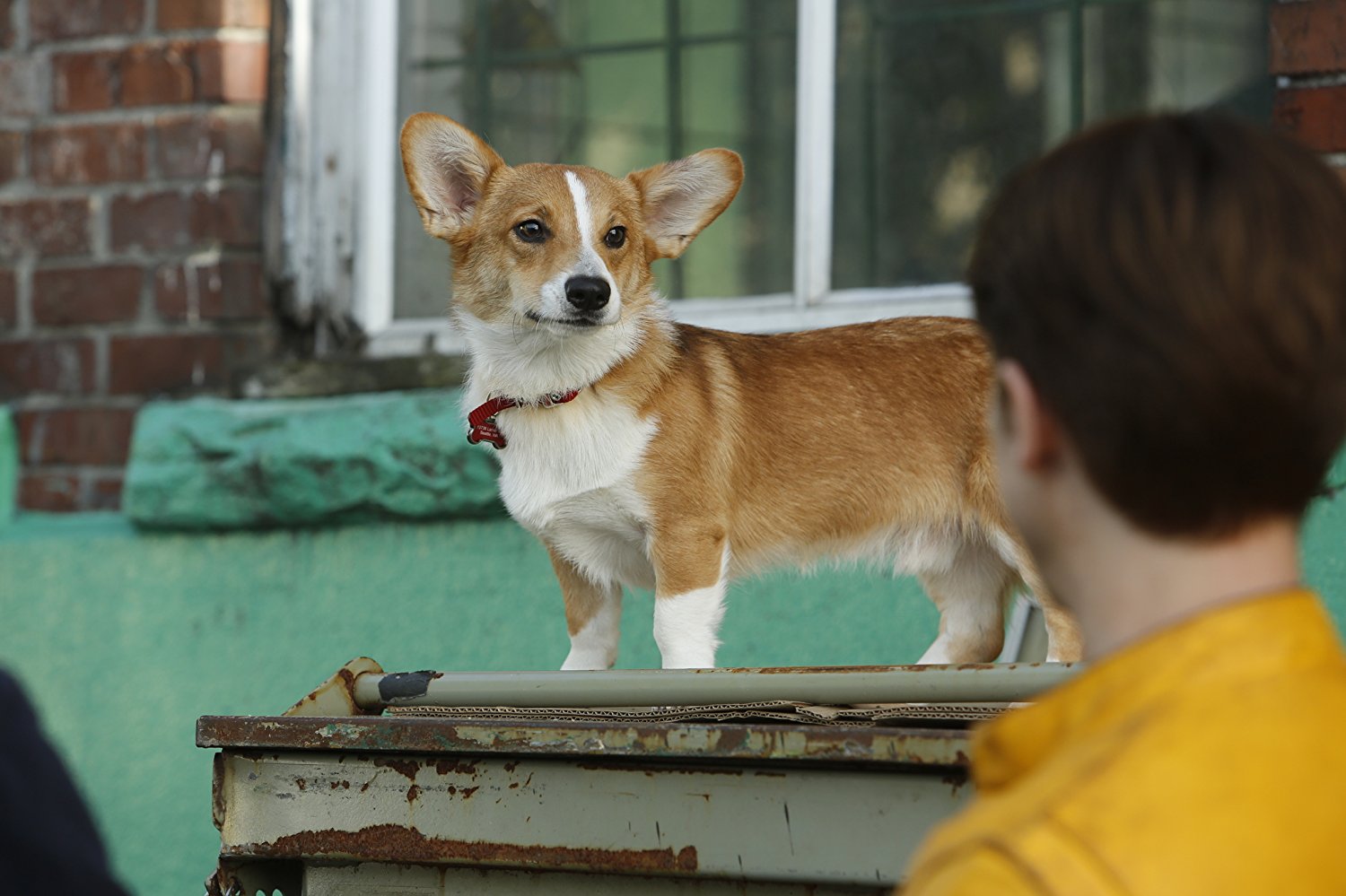 Rapunzel the Corgi