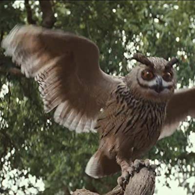 Owl