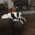 Pennyrenea